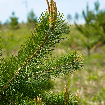 Новые леса -                   наше дело!