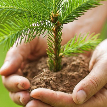 Посадили новые леса!