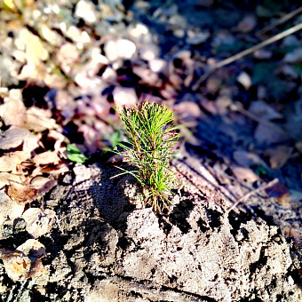 Расти, сосёнка!